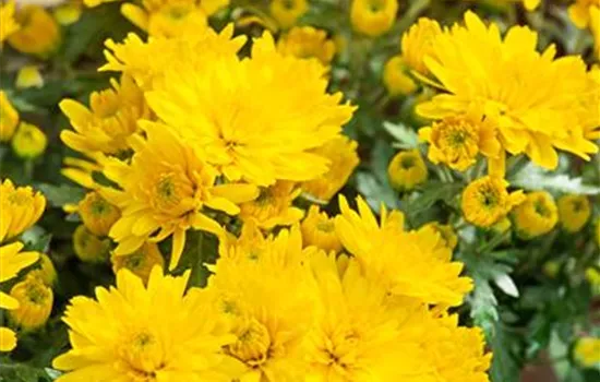 Chrysantheme Chrysantheme