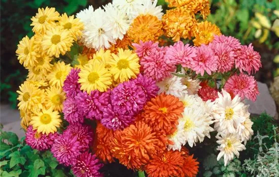 Multiflora-Chrysantheme Multiflora-Chrysantheme