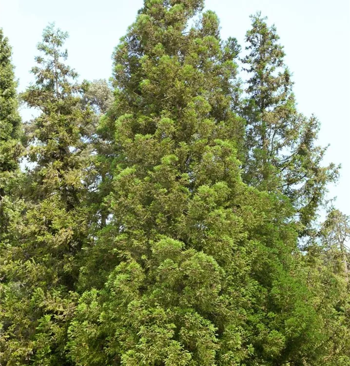 Sicheltanne 'Dacrydioides'