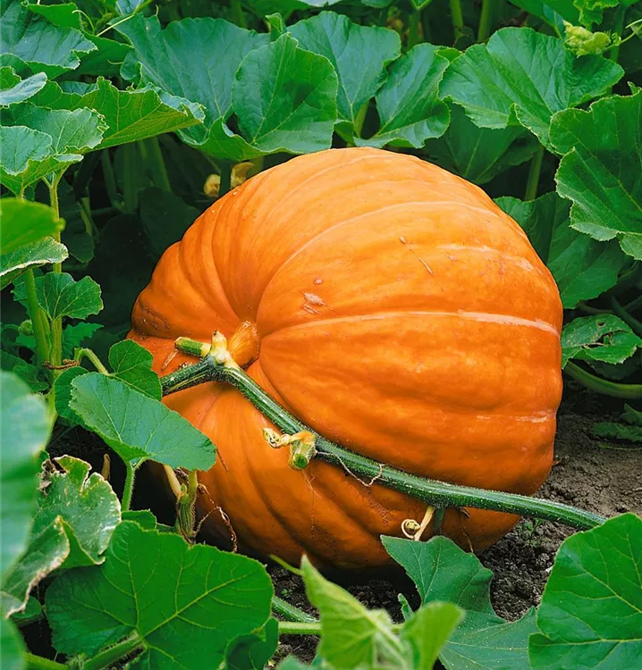 Speise-Kürbis