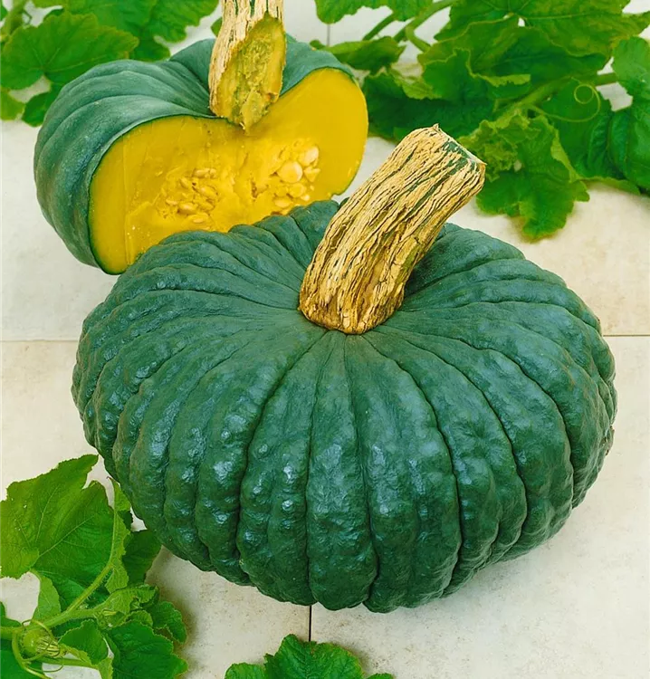 Moschus-Kürbis 'Muscat de Provence'