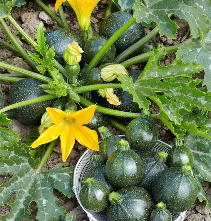Gartenkürbis Gartenkürbis