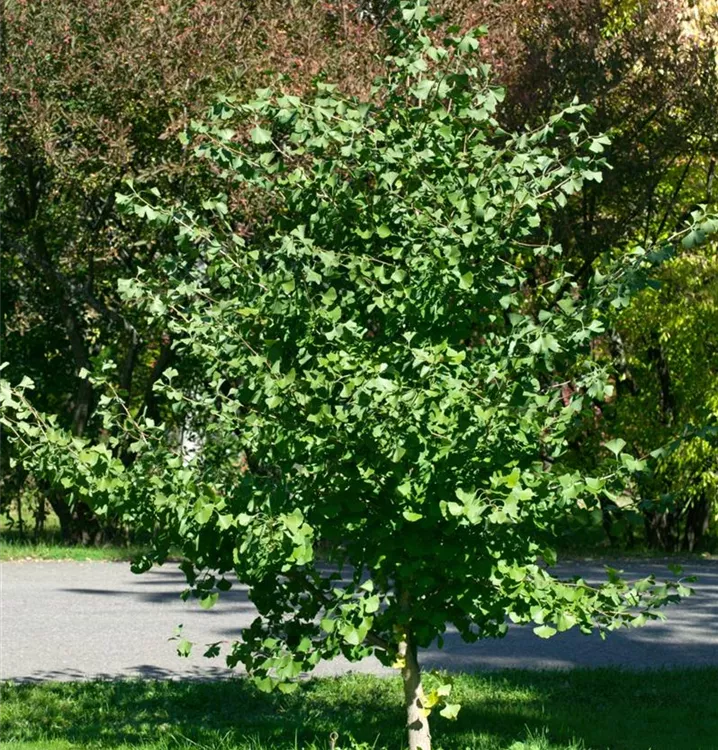 Fächerblattbaum 'Globus'