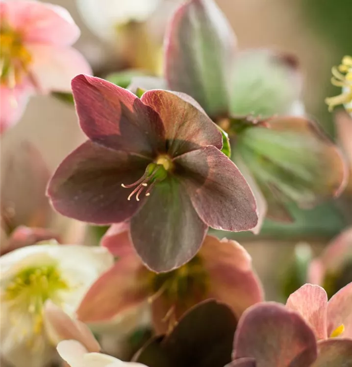 Helleborus