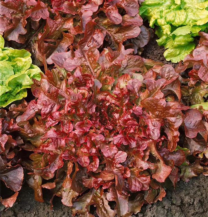 Eichblattsalat