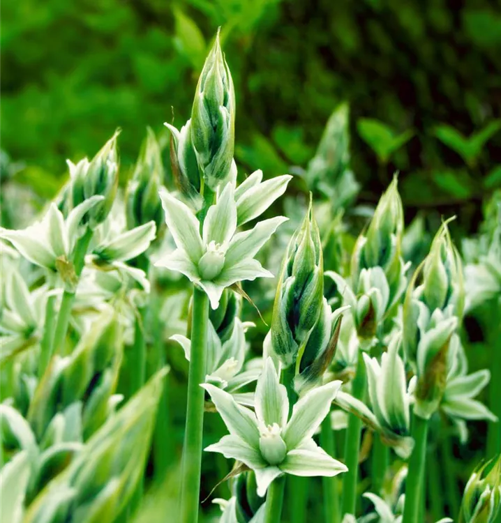 Ornithogalum