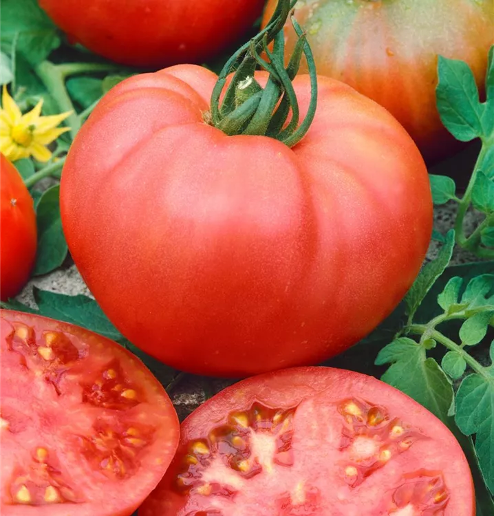 Tomate 'Berner Rose'