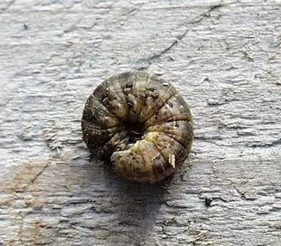 Erdraupe an Kartoffeln