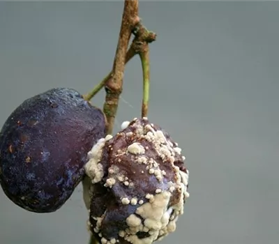 Fruchtfäulen an Pflaumen und Zwetschen