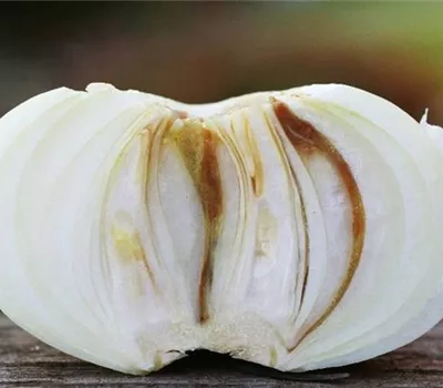 Fäulen an Zwiebeln