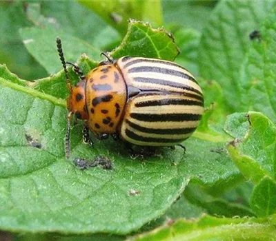Kartoffelkäfer