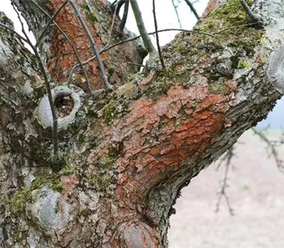 Rotbraune Algenbeläge