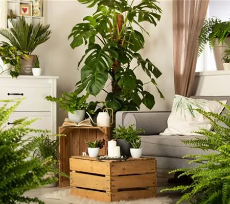 Ein Dschungel im eigenen Wohnzimmer Ein Dschungel im eigenen Wohnzimmer