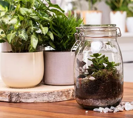 Der Zimmergarten – ein kleines Biotop im Glas Der Zimmergarten – ein kleines Biotop im Glas