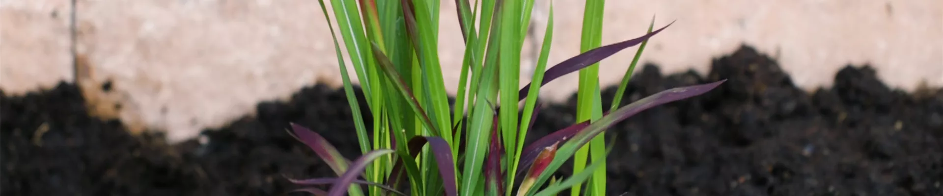 Japanisches Blutgras - Einpflanzen im Garten (thumbnail).jpg Japanisches Blutgras - Einpflanzen im Garten (thumbnail).jpg