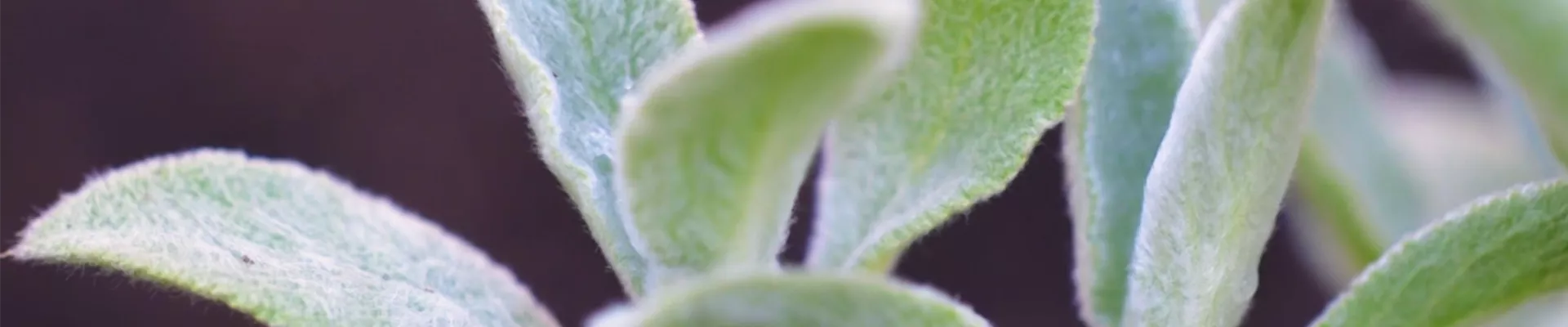 Woll-Ziest - Einpflanzen im Garten (thumbnail).jpg Woll-Ziest - Einpflanzen im Garten (thumbnail).jpg