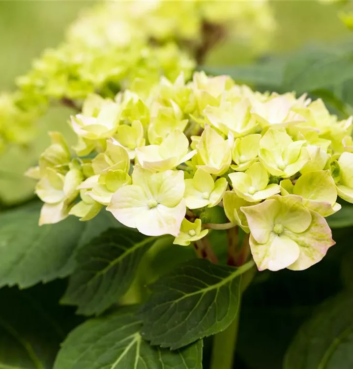 Hortensie 'Diva fiore'®