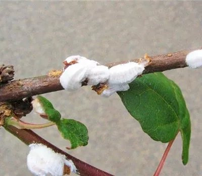 Schildläuse an Ahorn