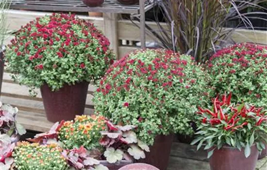 Herbstchrysanthemen Herbstchrysanthemen