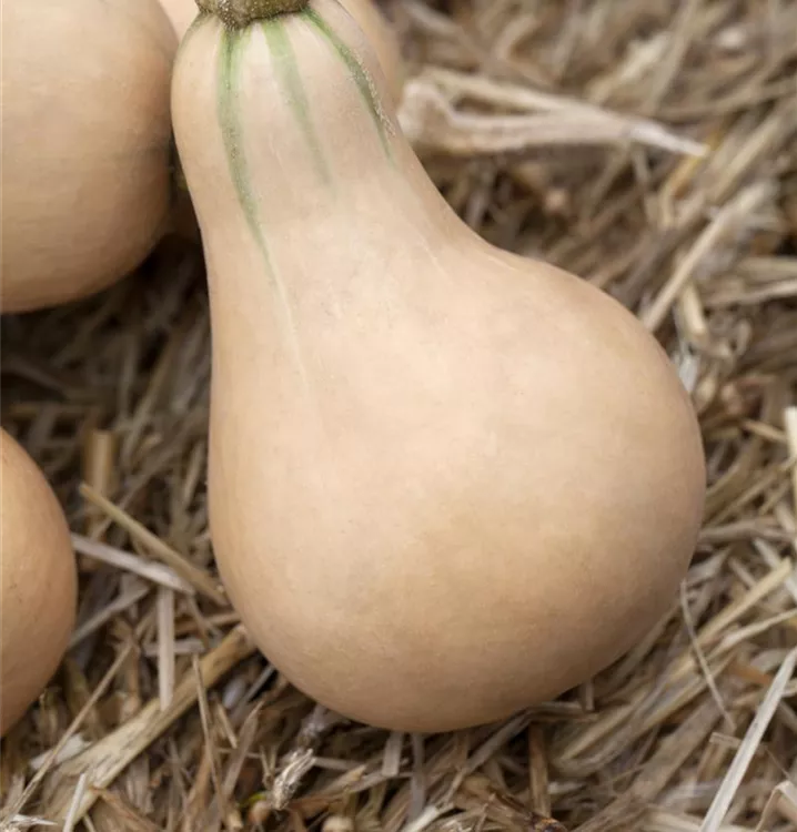 Moschus-Kürbis 'Butternut'