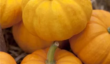 Zum Vergrößern klicken Bildvorschau
