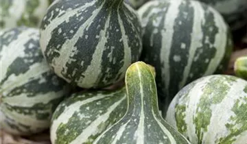 Zum Vergrößern klicken Bildvorschau