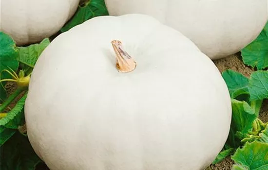 Kürbis 'Eden White' Kürbis 'Eden White'