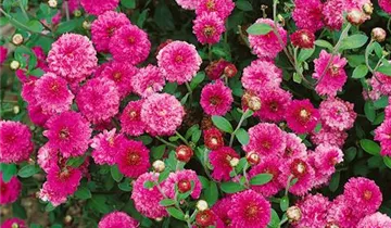 Zum Vergrößern klicken Bildvorschau