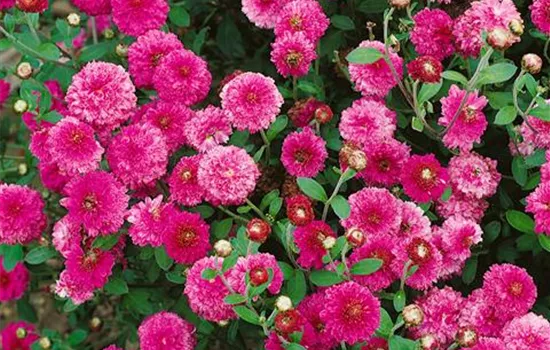 Garten-Winteraster 'Anastasia' Garten-Winteraster 'Anastasia'