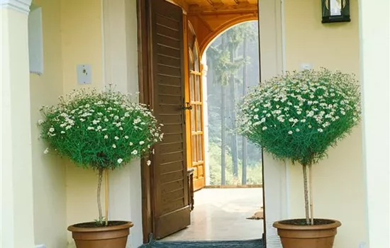 Herbst-Chrysantheme Herbst-Chrysantheme