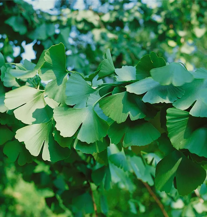 Fächerblattbaum 'Beijing Gold'