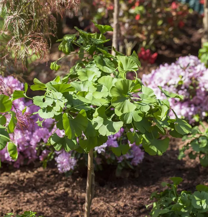 Fächerblattbaum 'Mariken', Stamm