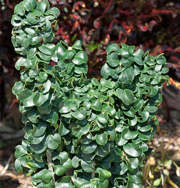 Japanischer Liguster