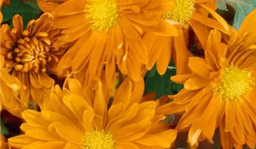 Zum Vergrößern klicken Bildvorschau