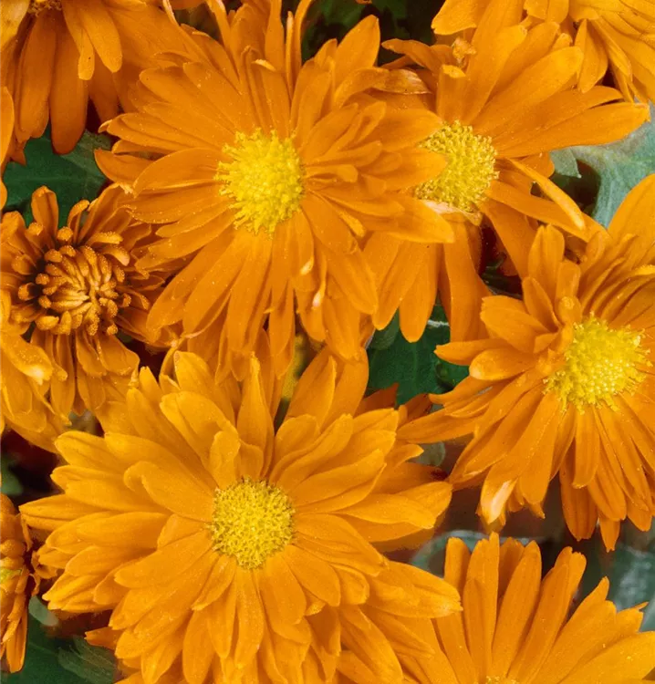 Garten-Winteraster Garten-Winteraster