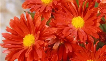 Zum Vergrößern klicken Bildvorschau