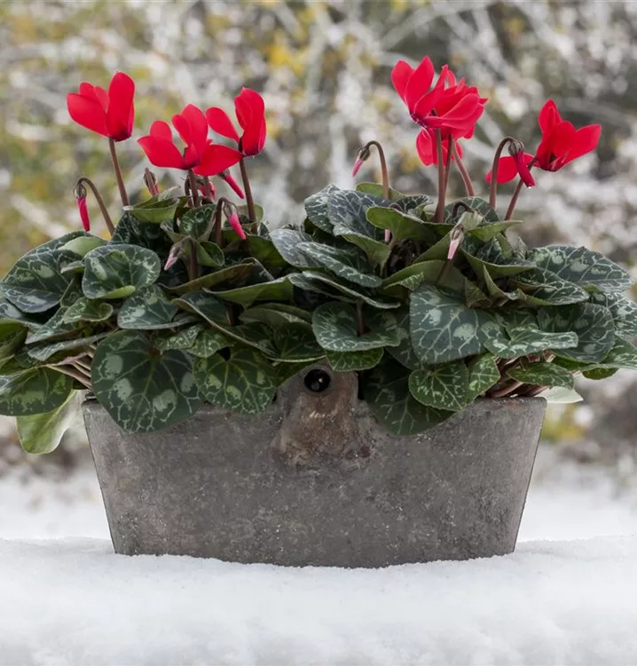 Zimmer-Alpenveilchen 'Super Serie'®