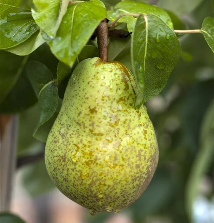 Sommerbirne 'Williams Christ'