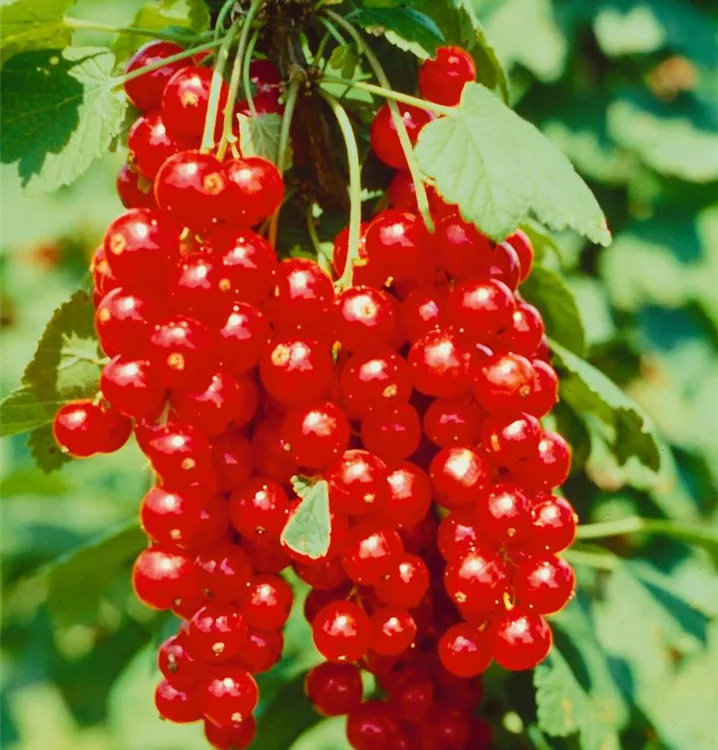 Johannisbeere 'Rolan'